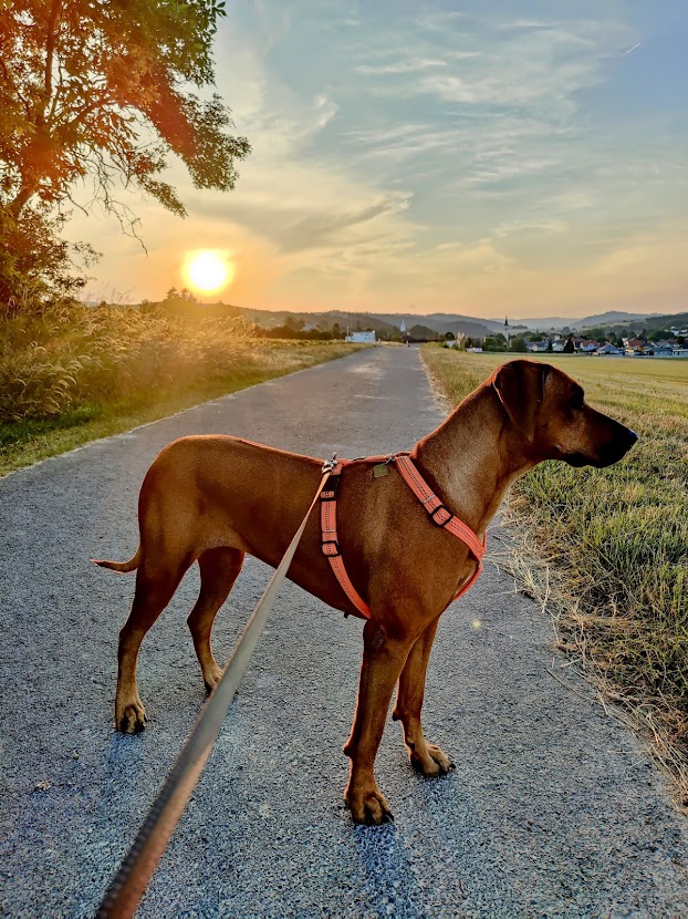 Hund im Sonnenuntergang